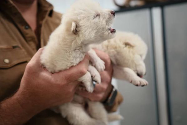 Rómulo, Remo y Khaleesi; primeros lobos terribles resucitados después de 10 mil años