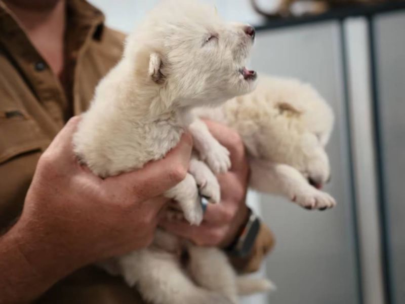 Rómulo, Remo y Khaleesi; primeros lobos terribles resucitados después de 10 mil años