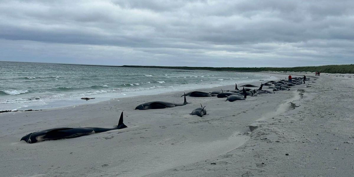 Encontraron casi 70 ballenas piloto muertas al norte de Escocia