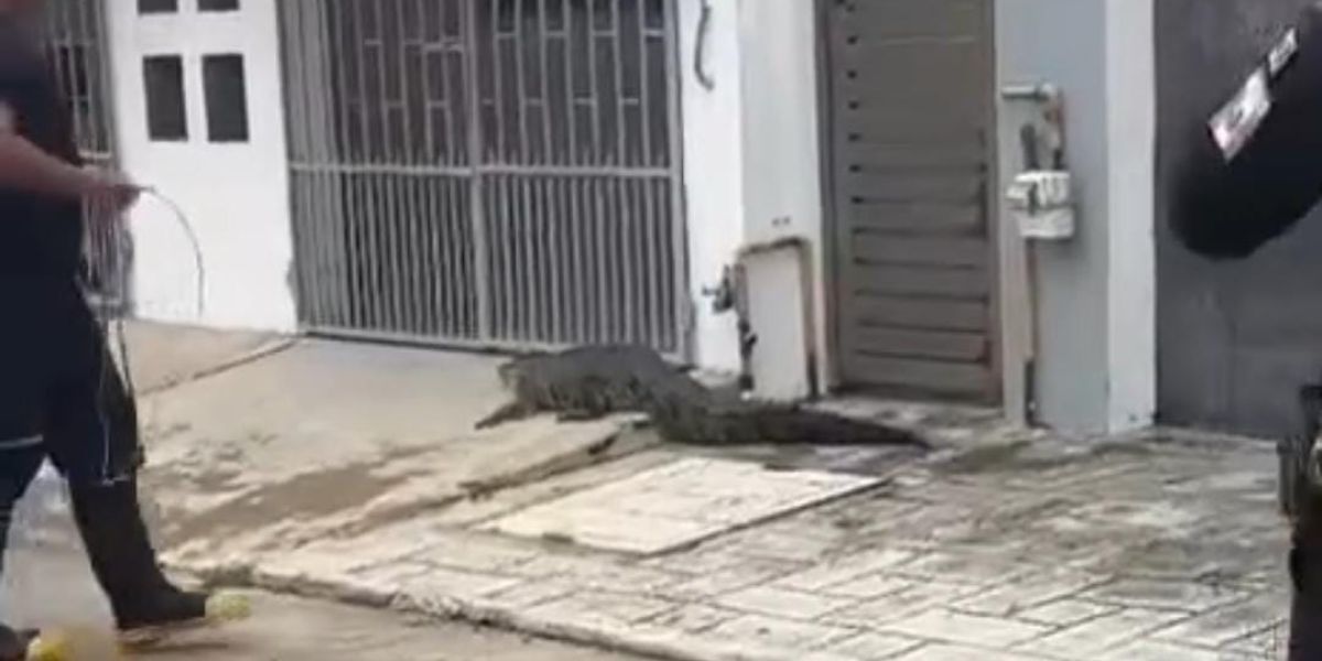Se pasean 110 cocodrilos por calles de Ciudad Madero tras inundaciones
