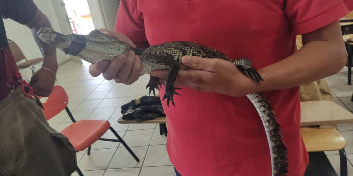 Capturan cocodrilo en el campo de tiro de la Guardia Estatal