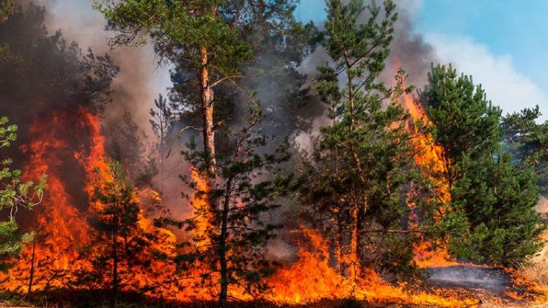 Conafor reporta 80 incendios forestales activos en México
