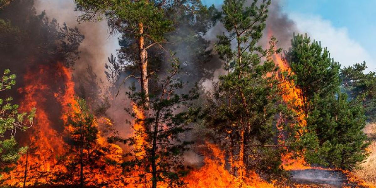 Conafor reporta 80 incendios forestales activos en México