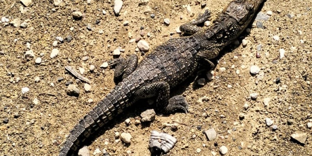 Capturan otro cocodrilo en Ciudad Victoria; es el segundo en lo que va de octubre