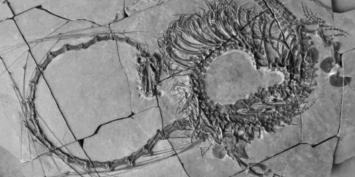 Encontraron científicos fósil de ¡dragón acuático! en China