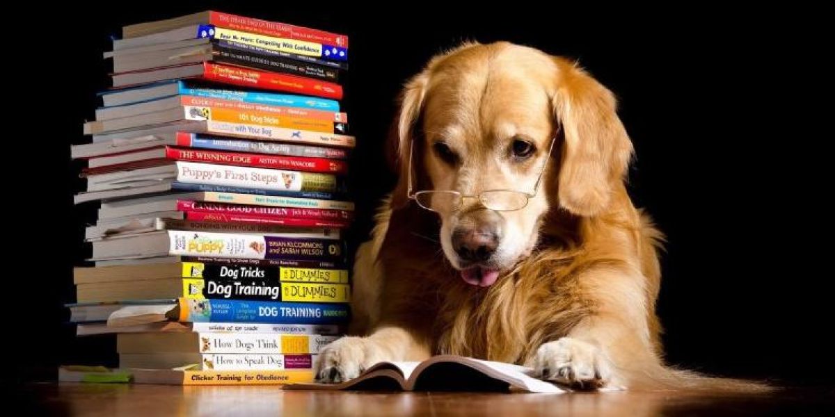 Estos son los perros más inteligentes del mundo