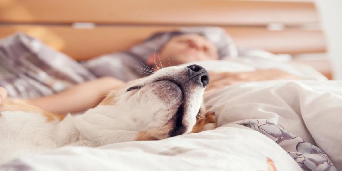 ¿Hace bien dormir con tu mascota?