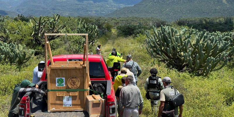 La Guardia Nacional asume nuevas funciones de vigilancia ambiental