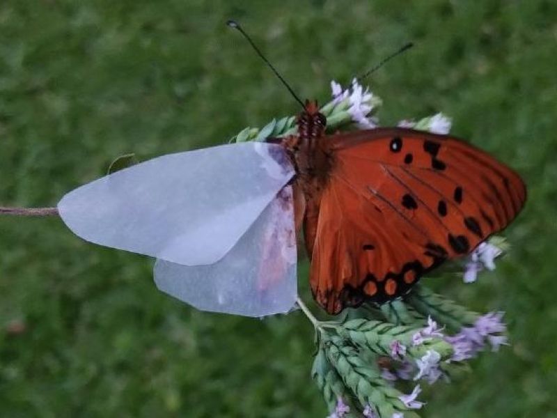 Encontró una mariposa sin alas y ¡se las armó con papel!