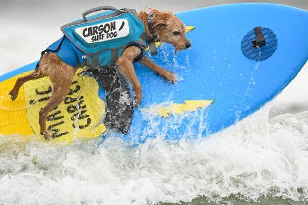 Así fue el campeonato anual de surf ¡de perritos!