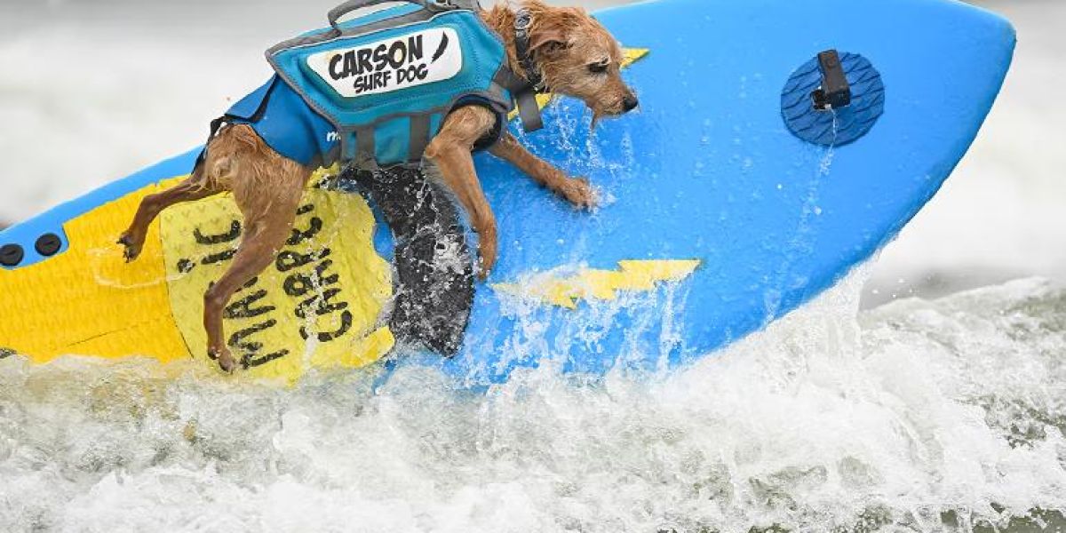 Así fue el campeonato anual de surf ¡de perritos!