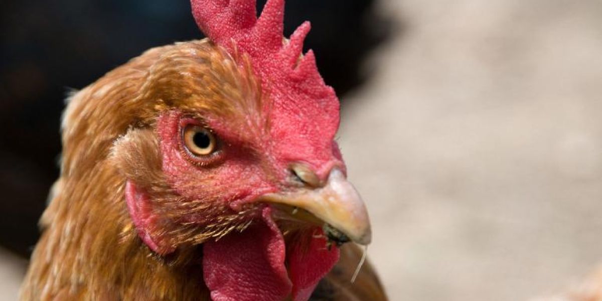 Declaran México libre de influenza aviar mientras EUA sufre brotes