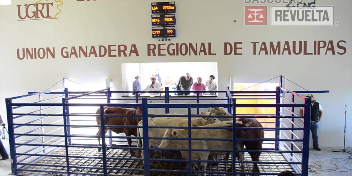 Subasta ganadera desata interés por sementales en Victoria