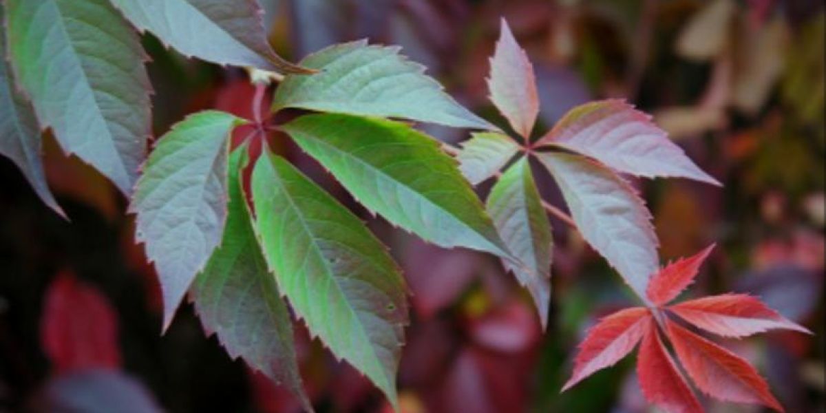 Poner esta planta en tu jardín te ayudará con los dolores de cabeza