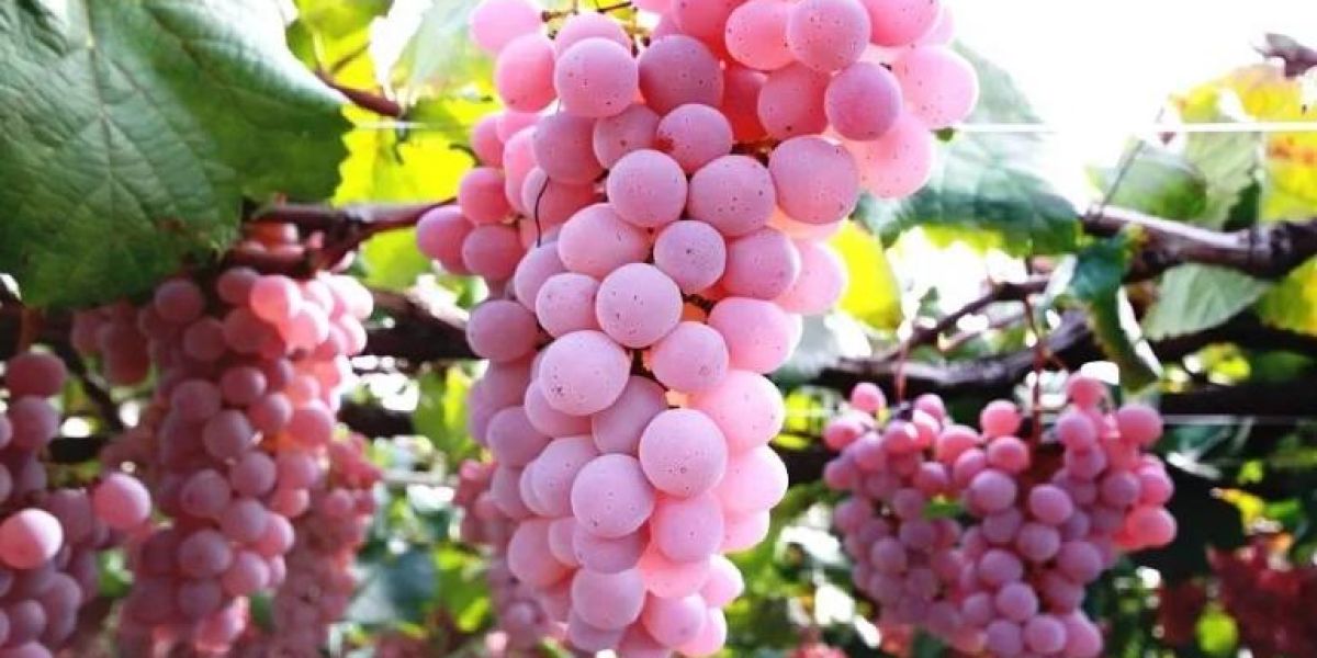 Esta es la uva koshu, fruta con miles de años de antigüedad en Japón