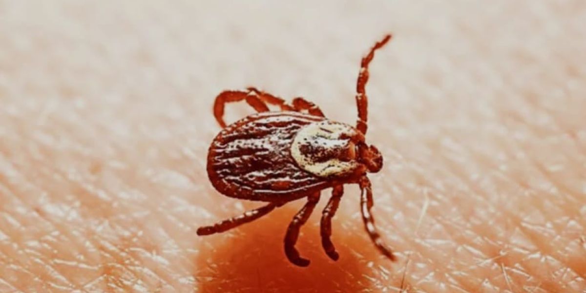 Mantiene Tamaulipas acciones de prevención contra la rickettsia