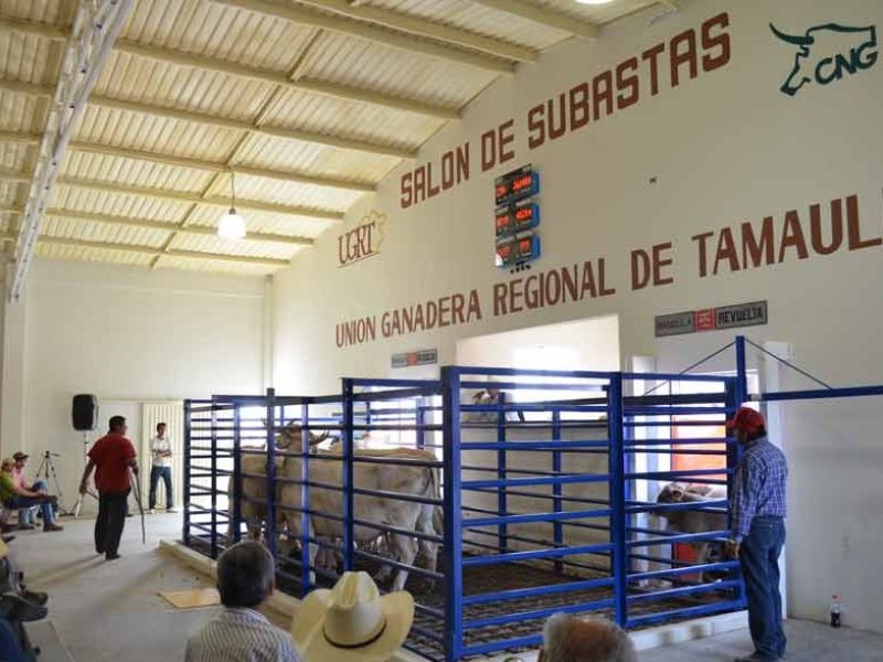 Lanzan Premio Nacional de Sanidad Animal 2026; oportunidad clave para ganaderos de Tamaulipas