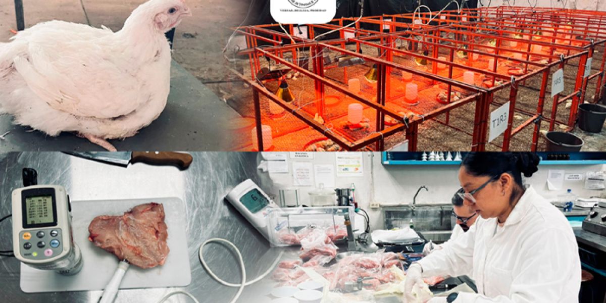 Producirá la UAT pollos de engorda con mayor calidad nutritiva y saludable