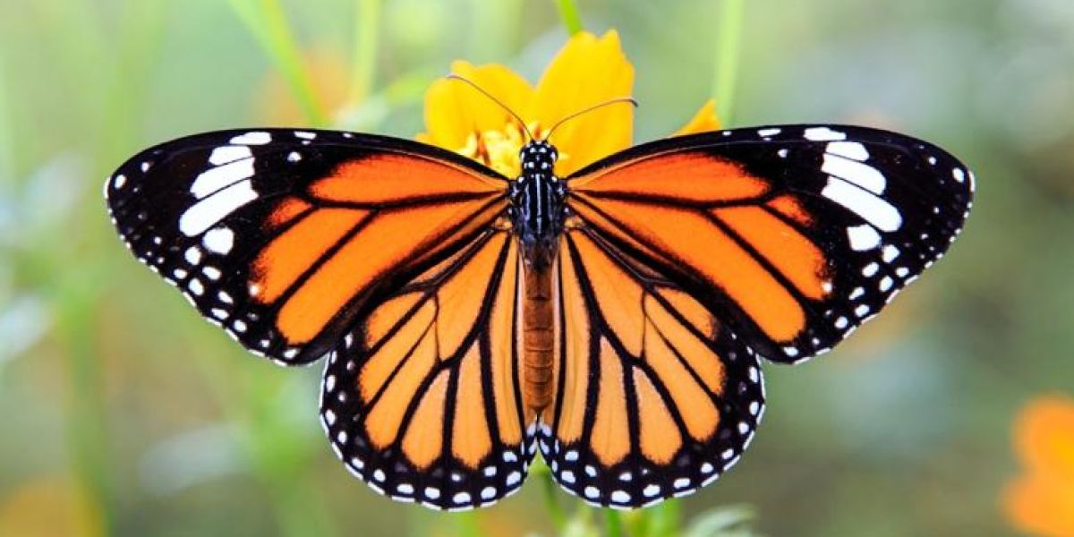 Disminuyó la población de las mariposas Monarca