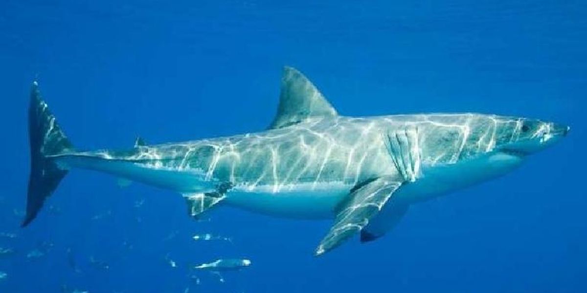 Alertan en Guaymas por tiburón de cinco metros de largo