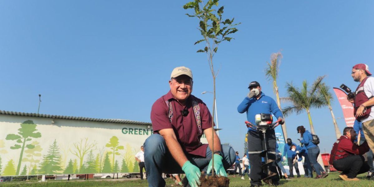 Continúa Gobierno de Altamira con reforestación, siembran hasta 95 árboles nativos