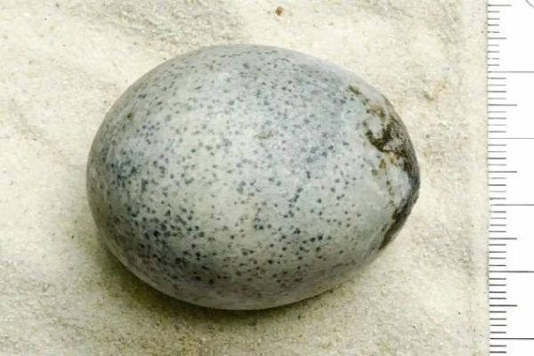 Descubrieron huevo de gallina con casi ¡2 mil años de antigüedad!