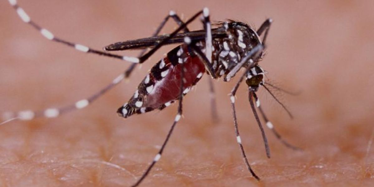 Lanza EU alerta de amenaza de dengue