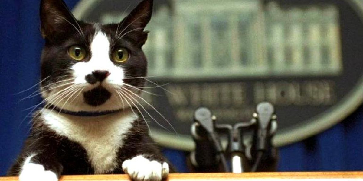 Él es Socks Clinton, gatito que inspiró el Día Internacional del Gato