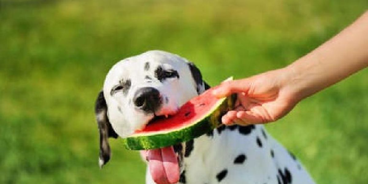 Estas son las frutas y verduras que sí puede comer tu perro