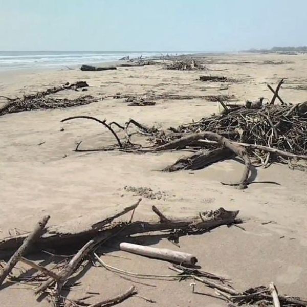 Palizada invade playa Miramar tras crecida histórica de ríos
