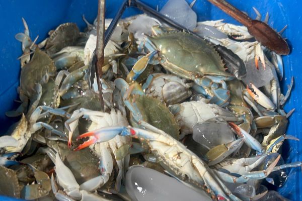 Aumentan precios de mariscos en Altamira