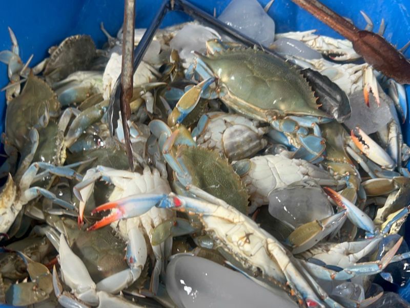 Aumentan precios de mariscos en Altamira