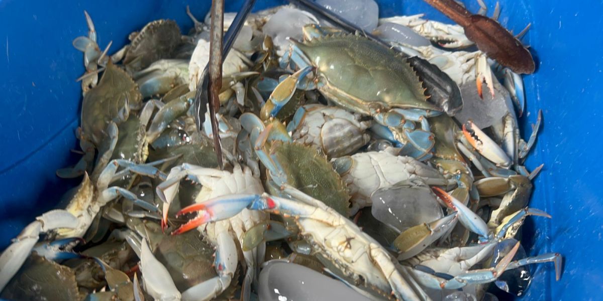 Aumentan precios de mariscos en Altamira