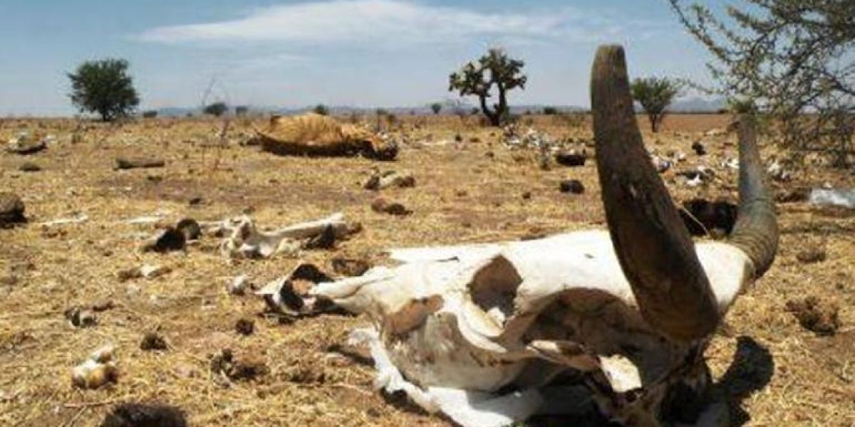 Reportaron en Baja California Sur primera muerte de ganado por sequías