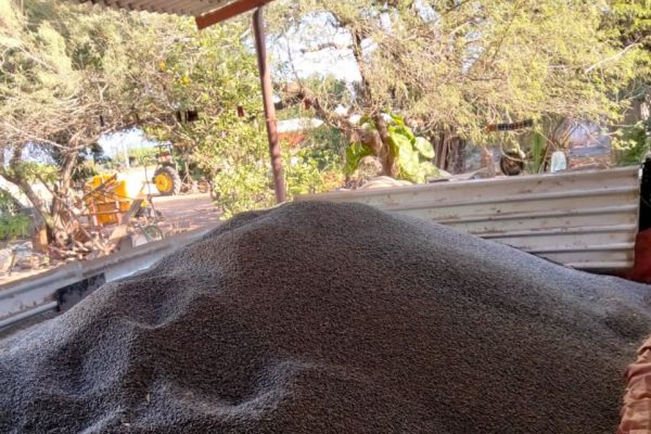 En riesgo miles de toneladas de frijol