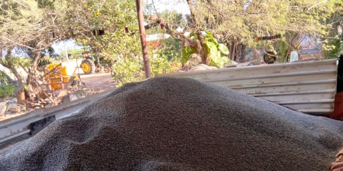 En riesgo miles de toneladas de frijol