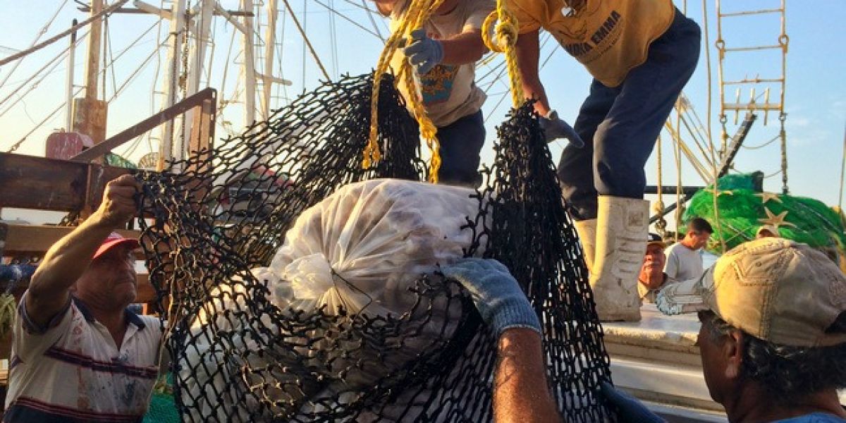 En Tamaulipas, lisa y pulpo tienen periodo de aprovechamiento