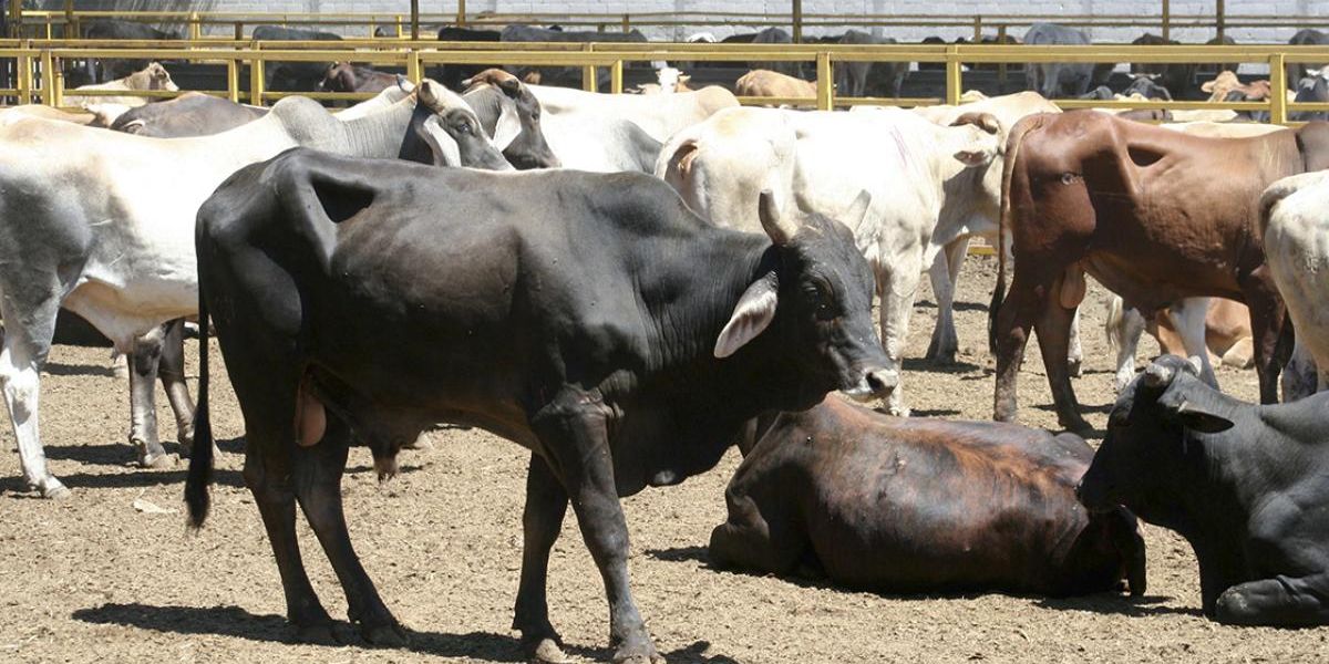 Se desploma el hato ganadero en Tamaulipas