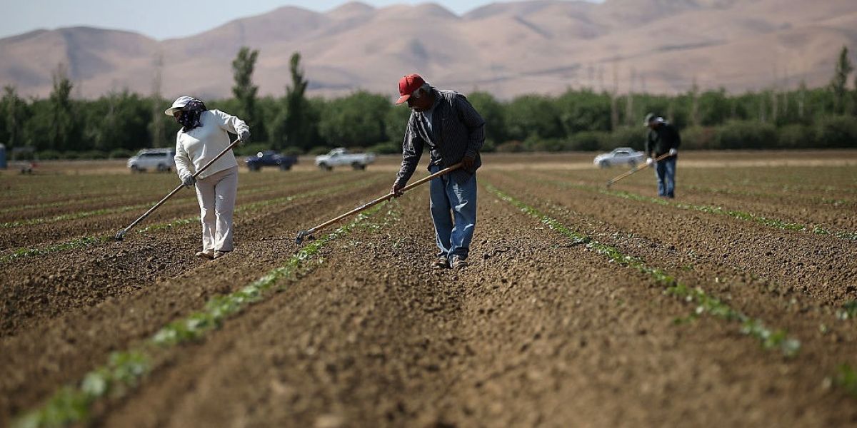 Alerta en el campo, Tamaulipas pierde fertilidad y se desploma cosecha de maíz