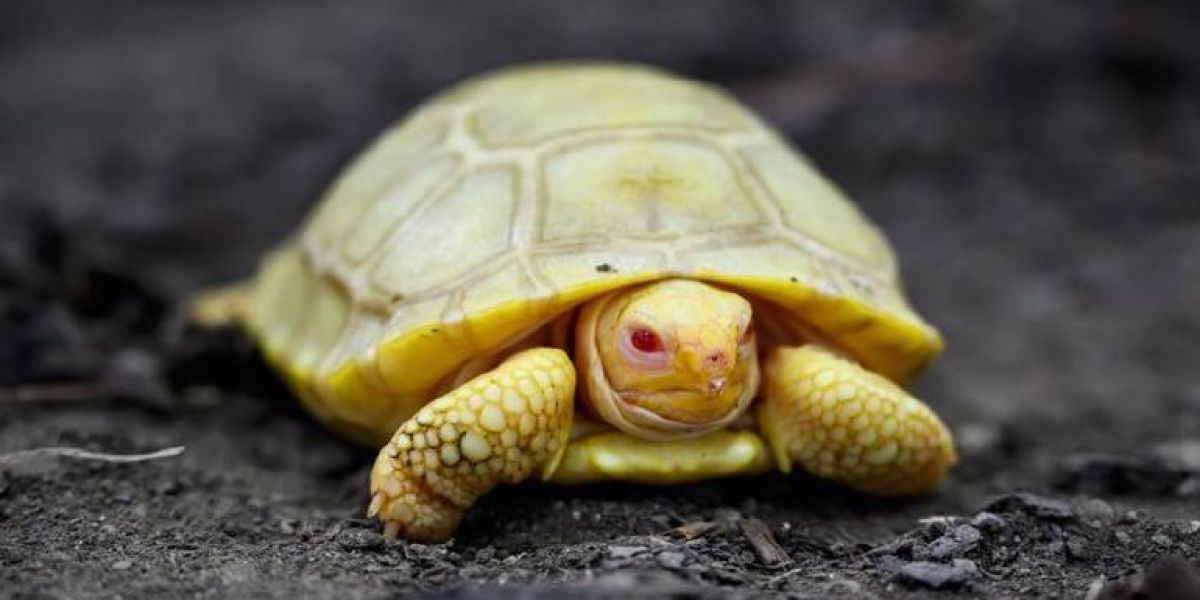 Descubrieron nueva especie de tortuga gigante albina en Galápagos