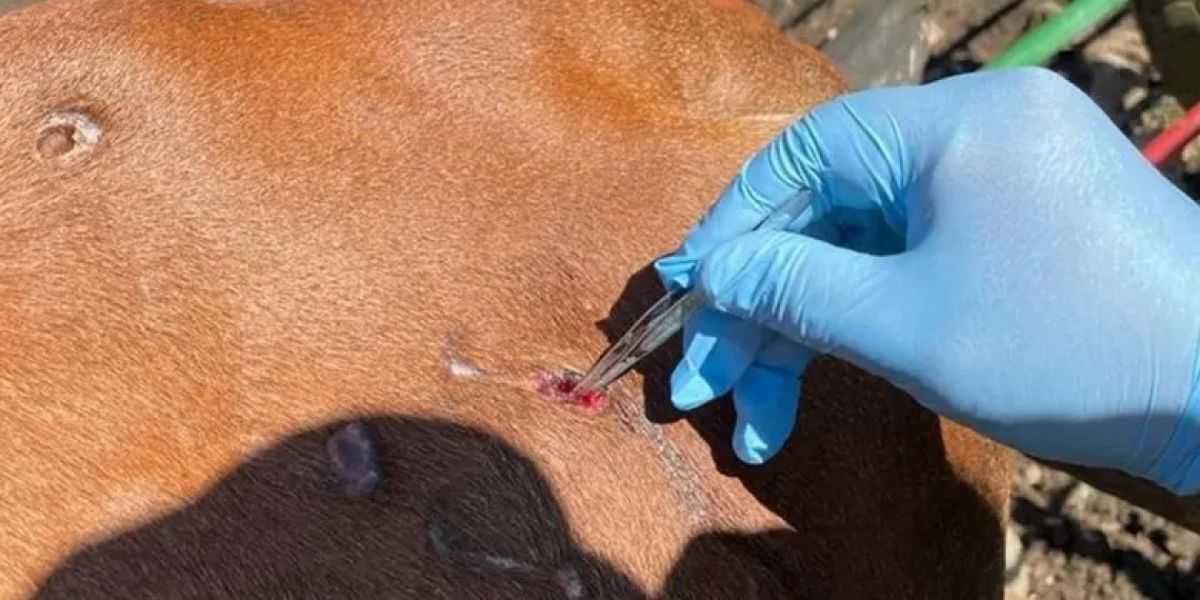 Alertan en Tamaulipas por riesgo de gusano barrenador en perros