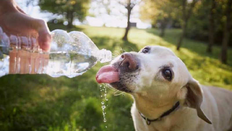 Con estos consejos puedes proteger a tus mascotas del calor