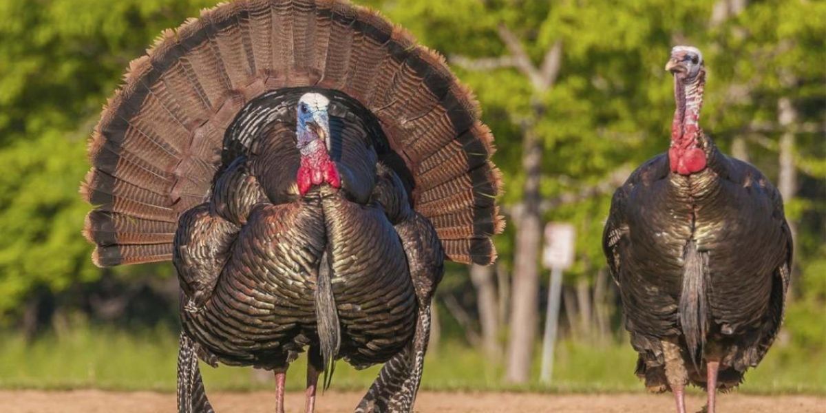 Cierra temporada de caza de guajolote en Tamaulipas