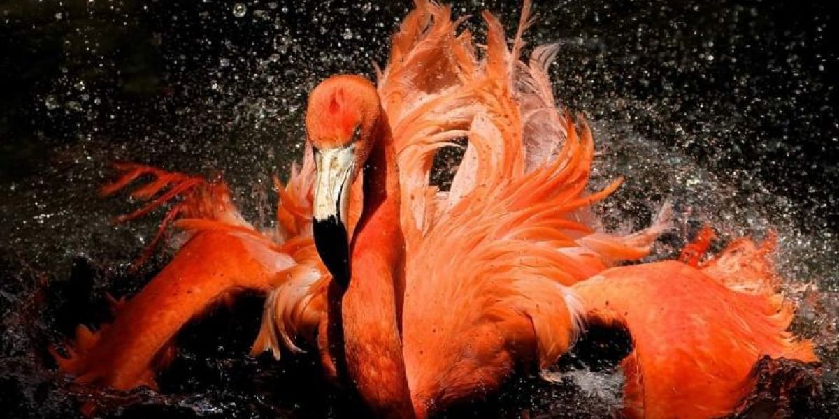 Flamencos, aves que cambiaron la vida de Yucatán; de alimento a atractivo turístico