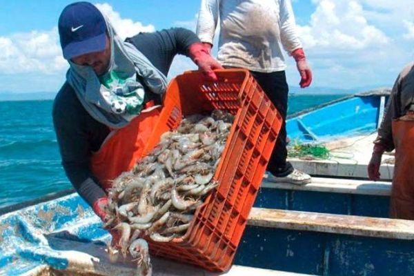 Veda del camarón pega a pescadores de Tamaulipas hasta agosto