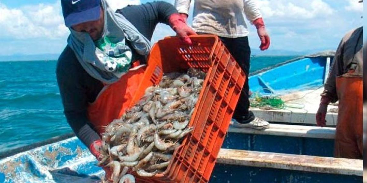 Veda del camarón pega a pescadores de Tamaulipas hasta agosto