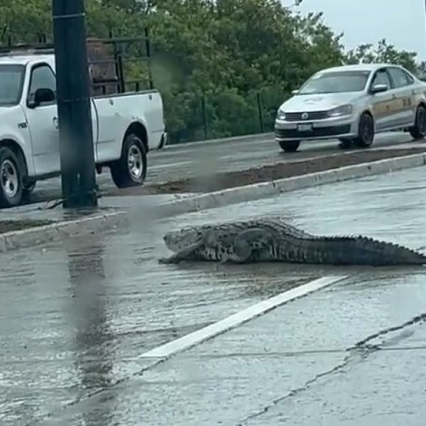 Alerta salvaje en Ciudad Madero  Cocodrilos y mapaches ponen en jaque a autoridades en Playa Miramar