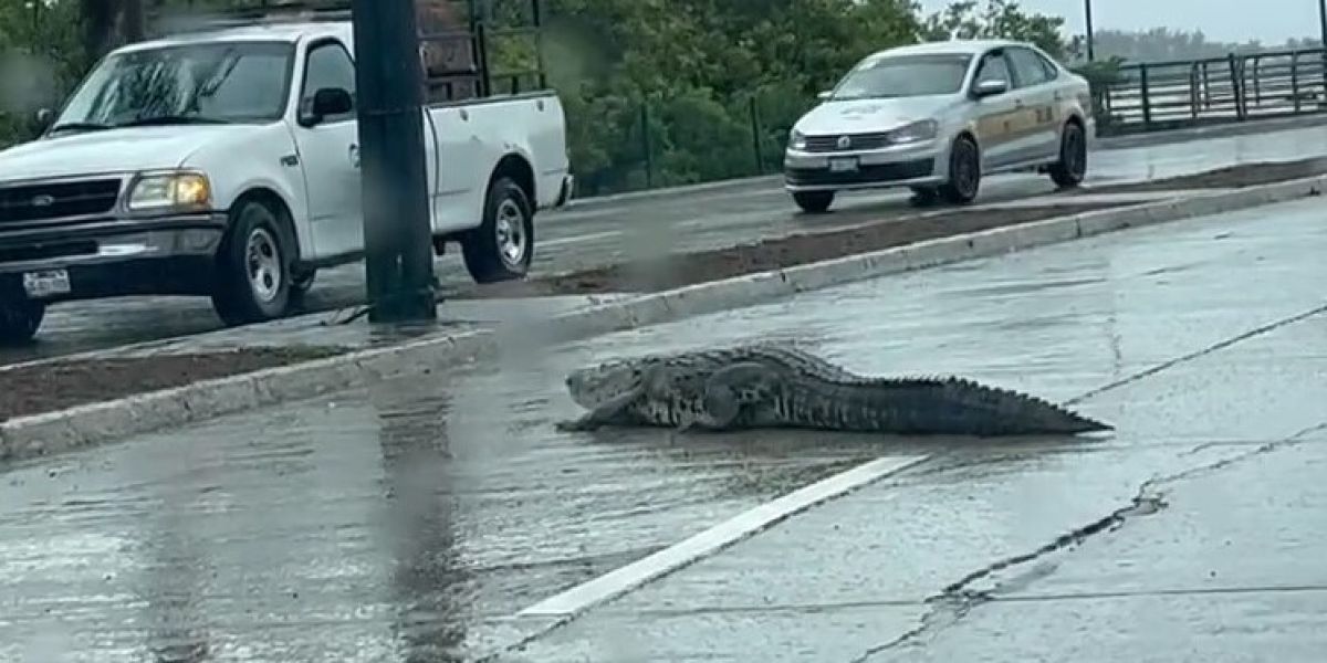 Alerta salvaje en Ciudad Madero  Cocodrilos y mapaches ponen en jaque a autoridades en Playa Miramar