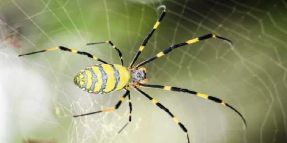 Alerta en EEUU por invasión de arañas voladoras venenosas