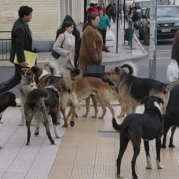 Victoria acumula más de 280 ataques de perros